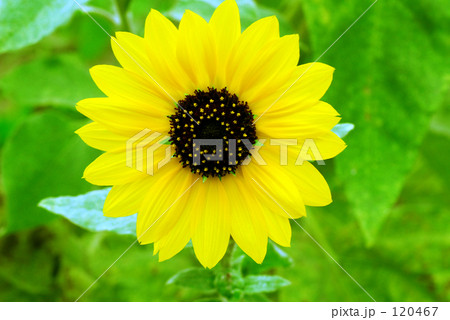向日葵 向日葵 120467