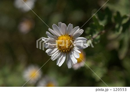 竜脳菊 竜脳菊 120553