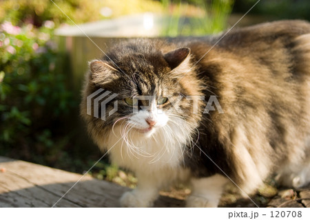 Homeless cat 120708
