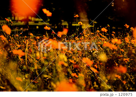 Orangery 120975