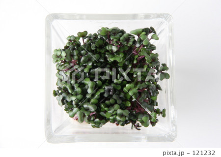 スプラウト 121232