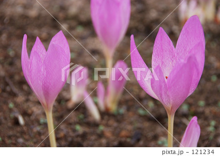 コルチカム 121234