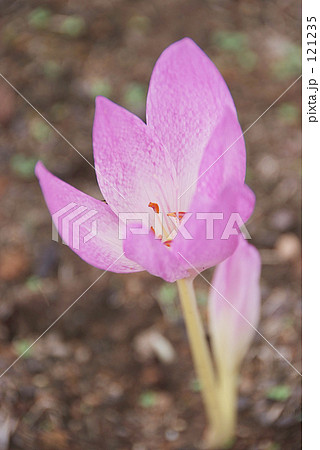 コルチカム コルチカム 121235