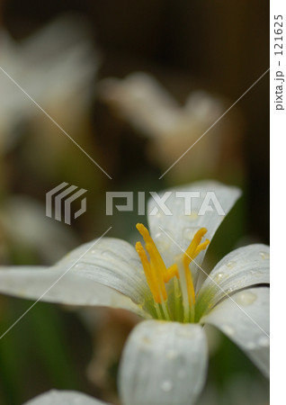 Rain lily2 121625
