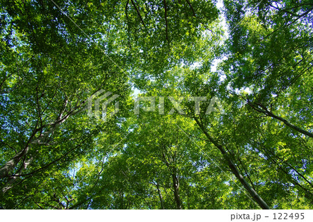 癒しの森林浴 122495