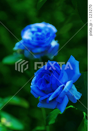 ブルーローズ 123270