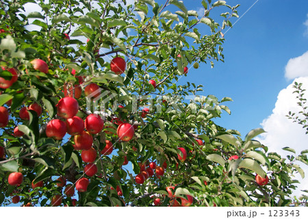 リンゴと青空 123343