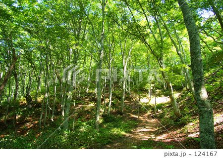 森の中 124167