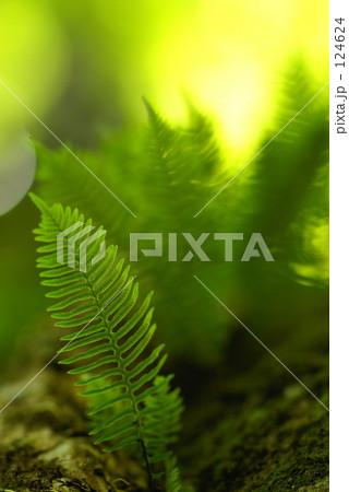 シダの葉の階段 124624