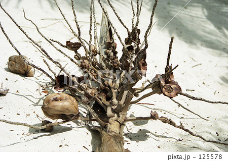 朽ちるヤシの木 朽ちるヤシの木 125578
