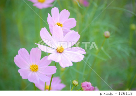 秋桜01 126118