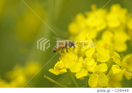 ミツバチと菜の花 126449