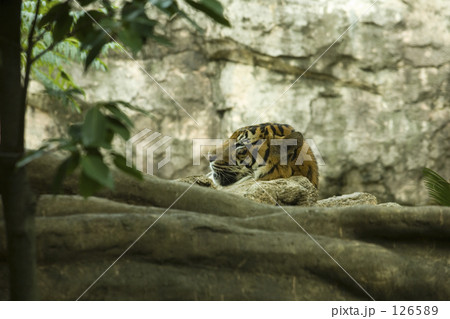 とらとらとら 126589