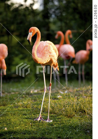 バランス感覚抜群 126630