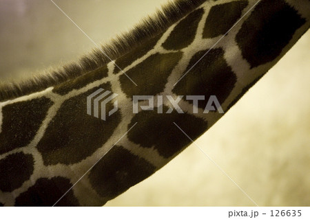 これ、なーんだ？ 126635