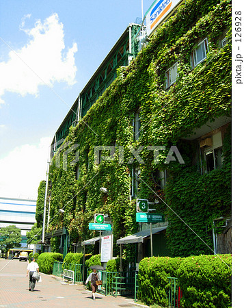 甲子園球場の蔦 126928