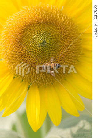 ヒマワリ 127005