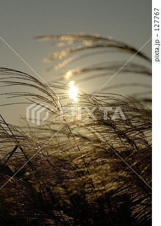 すすき すすき 127767