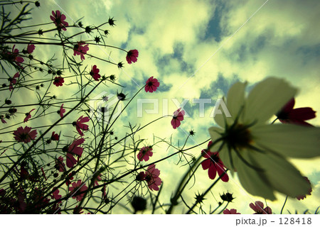 コスモスと空 128418