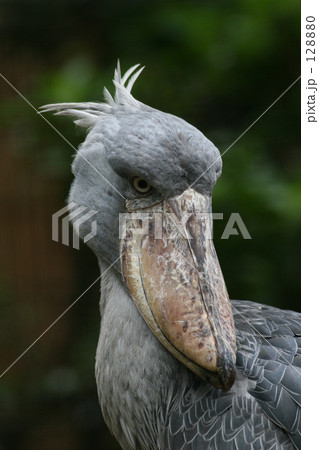 ハシビロコウ 128880