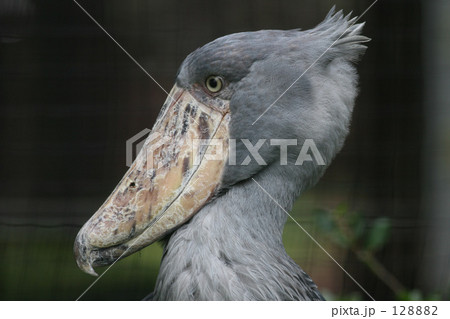 ハシビロコウ 128882