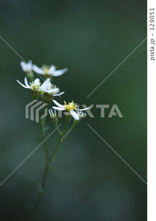 山野草Ⅱ 129051