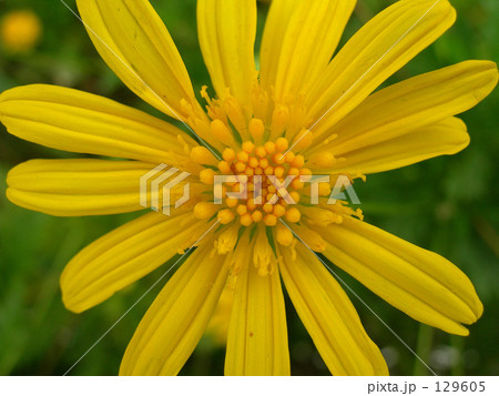 黄色い花 黄色い花 129605