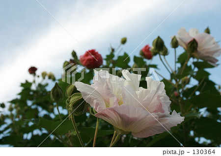 花 花 130364