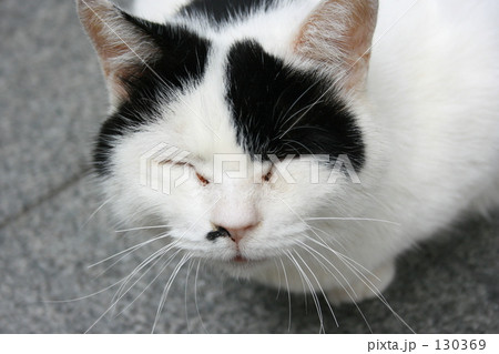 ねこ ねこ 130369
