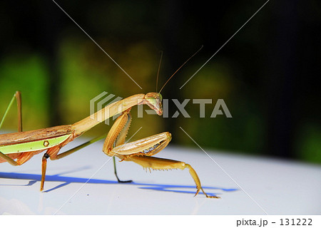 カマキリ カマキリ 131222