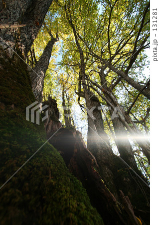 森の神様1 131281