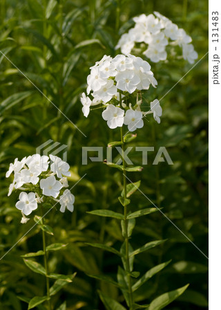 花魁草(オイランソウ) 131483