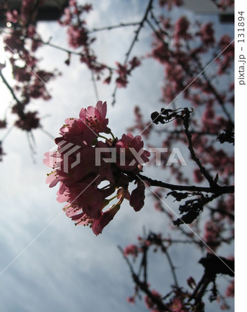 さくら2 さくら2 131894