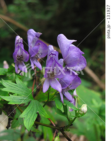 これがトリカブト これがトリカブト 131927