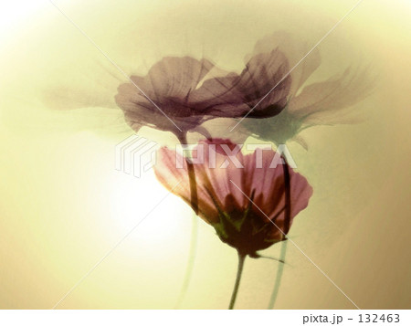アンティークカラー コスモスの写真素材