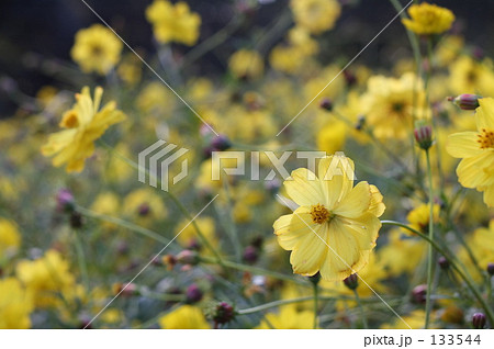 Cosmos Cosmos 133544