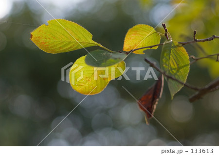 紅葉 紅葉 133613