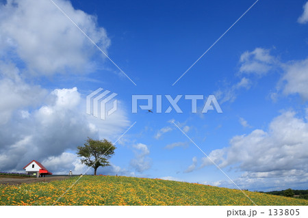 ポピーの丘 133805