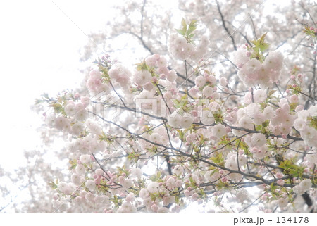 ピンク色に染まる 134178