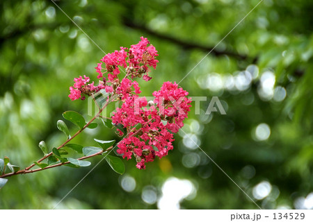 サルスベリの花 サルスベリの花 134529