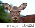 134828