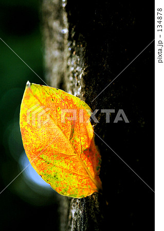 A Leaf A Leaf 134878