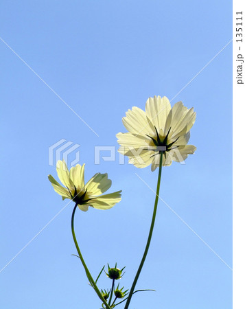 二輪の秋桜 135111