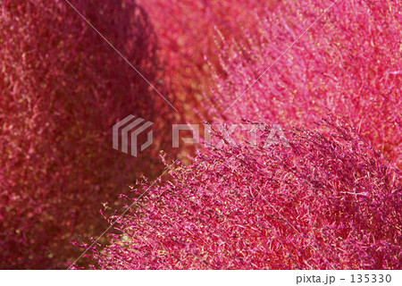 ホウキソウの紅葉 ホウキソウの紅葉 135330