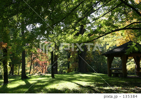 森林浴 森林浴 135384