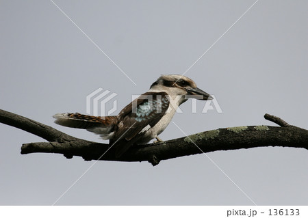 Kookaburra Kookaburra 136133