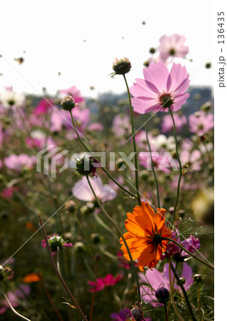 秋を惜しむ 136435