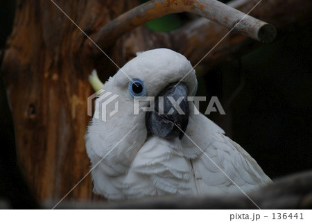 おら かわいいだか? おら かわいいだか? 136441