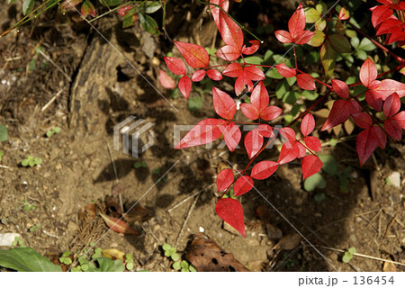 コマユミの紅葉 コマユミの紅葉 136454