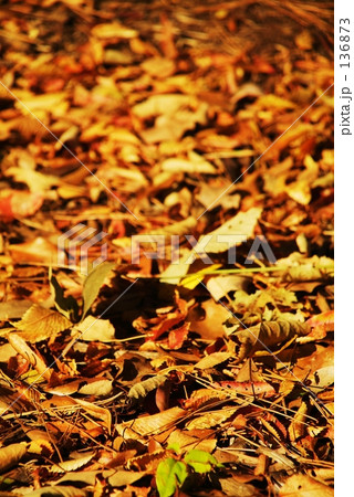 落ち葉 落ち葉 136873